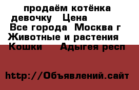 продаём котёнка девочку › Цена ­ 6 500 - Все города, Москва г. Животные и растения » Кошки   . Адыгея респ.